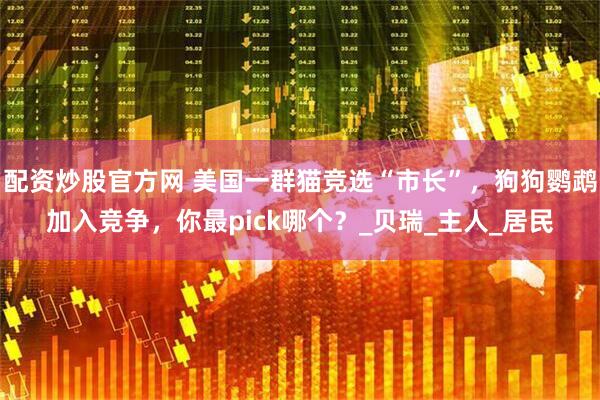 配资炒股官方网 美国一群猫竞选“市长”，狗狗鹦鹉加入竞争，你最pick哪个？_贝瑞_主人_居民